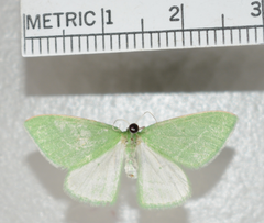 Synchlora faseolaria