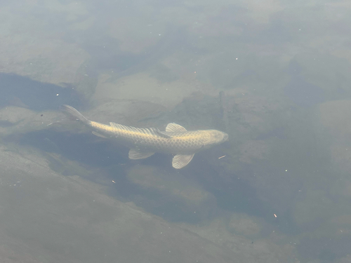 Cyprinus rubrofuscus