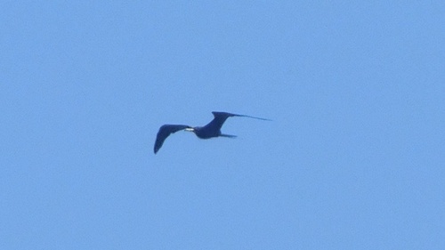 Magnificent Frigatebird
