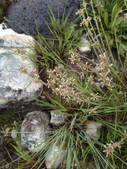 Lasiosiphon microcephalus