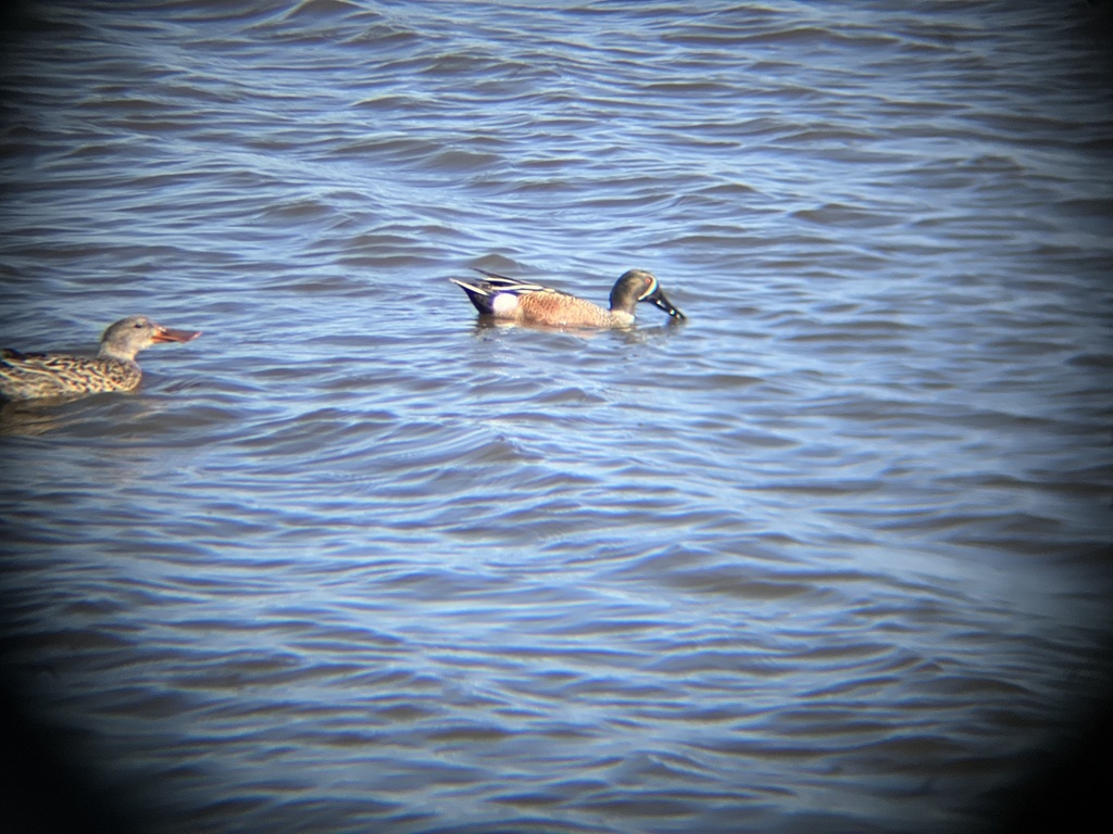 Blue-winged Teal x Northern Shoveler