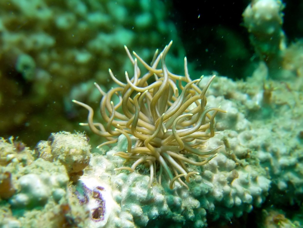 Yellow-tipped Phyllodesmium