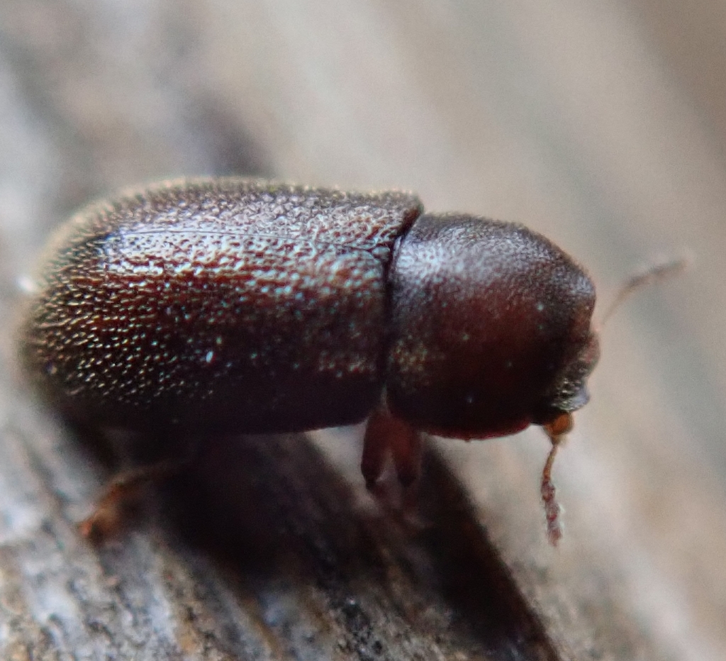 Miller Cis Beetle