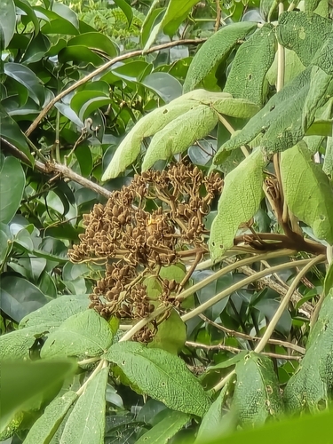 Zeyheria tuberculosa