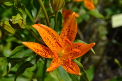 Lilium tsingtauense
