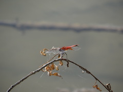 Erythrodiplax corallina