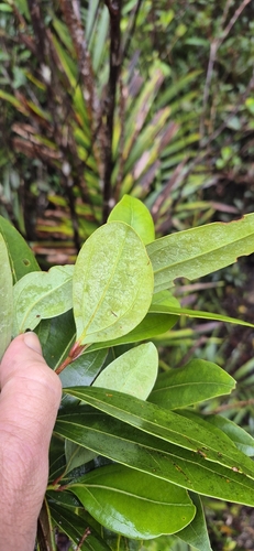 Cinnamomum propinquum observed 2026-04-17