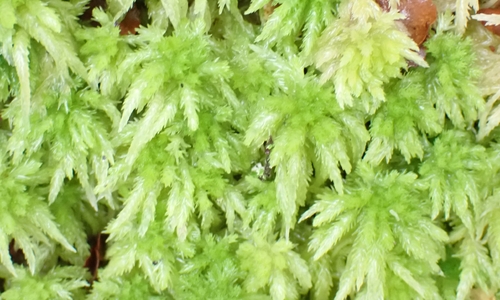 Sphagnum cristatum observed 2026-04-13