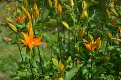 Lilium tsingtauense