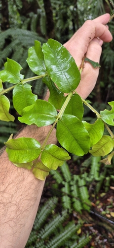 Syzygium apodophyllum, photograph 5
