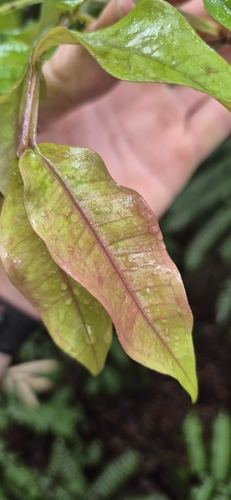 Syzygium apodophyllum, photograph 6