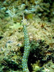 Corythoichthys ocellatus