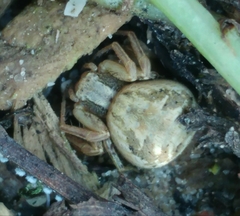 Xysticus xerodermus