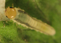 Empria basalis