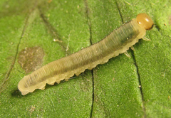 Empria basalis