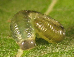 Empria basalis
