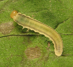 Empria basalis