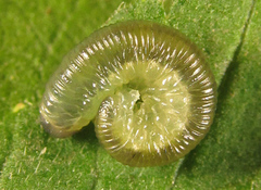 Empria basalis