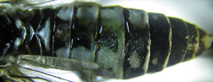 Empria basalis