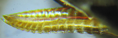 Empria basalis