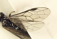 Empria basalis