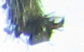 Empria basalis