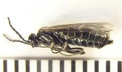 Empria basalis