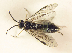 Empria basalis