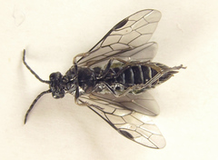 Empria basalis
