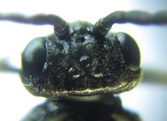 Empria basalis