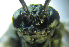 Empria basalis
