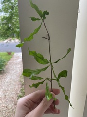 Punica granatum