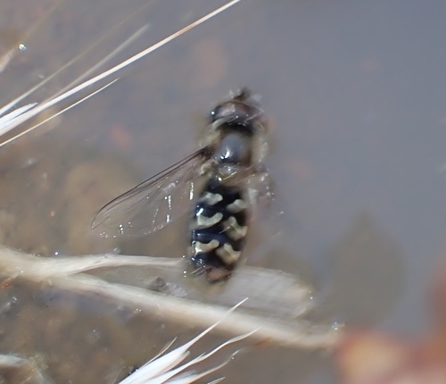 White-bowed Smoothwing