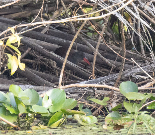 African Rail (Rallus caerulescens), photo 4