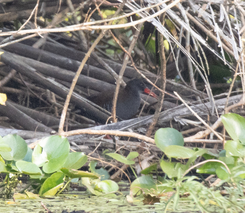 African Rail (Rallus caerulescens), photo 10