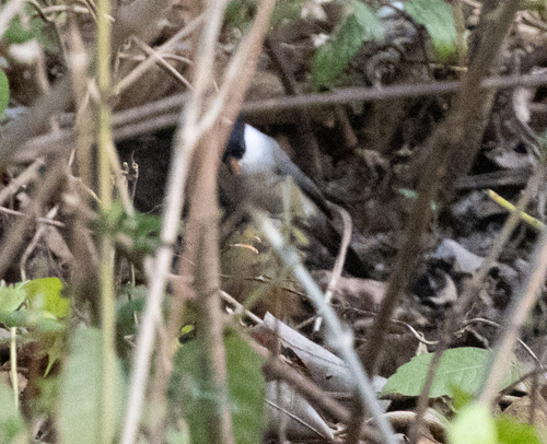 Black-crowned Waxbill (Estrilda nonnula), photo 6