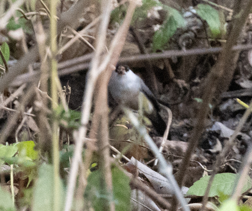Black-crowned Waxbill (Estrilda nonnula), photo 7