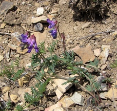 Vicia multicaulis