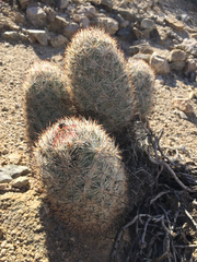 Escobaria alversonii