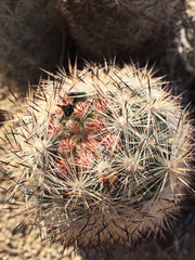 Escobaria alversonii