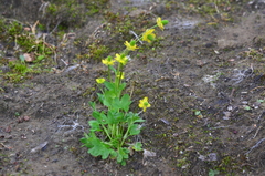 Ranunculus pygmaeus