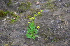 Ranunculus pygmaeus