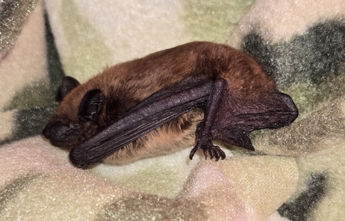 Evening Bat observed by redtail5