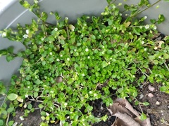 Stellaria