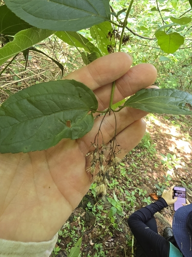 Koanophyllon tinctorium