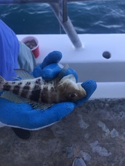 Centropristis ocyurus