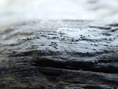 Xylographa parallela