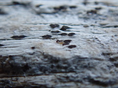 Xylographa parallela