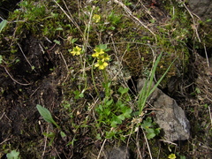 Ranunculus pygmaeus