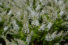 Veronica rakaiensis